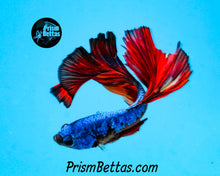 Load image into Gallery viewer, Samurai Rainbow Marble Halfmoon Male