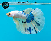 Load image into Gallery viewer, Marble Halfmoon Male