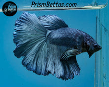Load image into Gallery viewer, Steel Rosetail Halfmoon Male