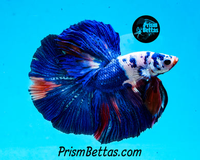 Rainbow Marble Halfmoon Male