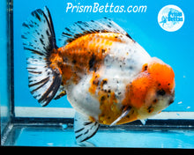 Load image into Gallery viewer, Handpicked XXL Calico Godzilla Shogun Oranda  (5+ inches) Imported in Thailand