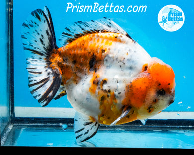 Handpicked XXL Calico Godzilla Shogun Oranda  (5+ inches) Imported in Thailand