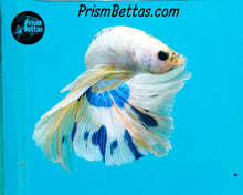 Load image into Gallery viewer, Marble Halfmoon Male