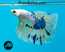 Load image into Gallery viewer, Marble Halfmoon Male