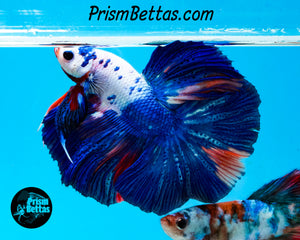 Rainbow Marble Halfmoon Male