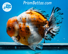 Load image into Gallery viewer, Handpicked XXL Calico Godzilla Shogun Oranda  (5+ inches) Imported in Thailand