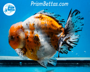 Handpicked XXL Calico Godzilla Shogun Oranda  (5+ inches) Imported in Thailand