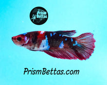 Load image into Gallery viewer, Koi Halfmoon Female Buy 4 Get 1 Free