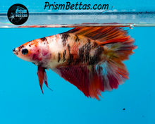 Load image into Gallery viewer, Candy Koi Doubletail Halfmoon Female
