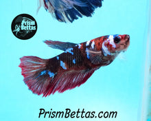 Load image into Gallery viewer, Koi Halfmoon Female Buy 4 Get 1 Free