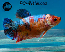 Load image into Gallery viewer, Candy Koi Giant Halfmoon Plakat Female