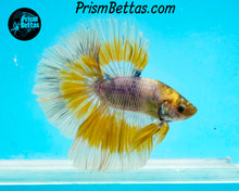 Load image into Gallery viewer, Purple Gas Butterfly Marble Halfmoon Male