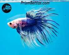 Load image into Gallery viewer, Marble Crowntail Male