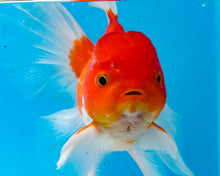 Load image into Gallery viewer, Orange and White Longfinned Shogun Oranda Male (5-6 inches) Imported from Thailand