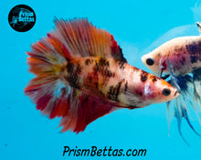Load image into Gallery viewer, Candy Koi Doubletail Halfmoon Female