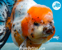 Load image into Gallery viewer, Handpicked XXL Calico Godzilla Shogun Oranda  (5+ inches) Imported in Thailand