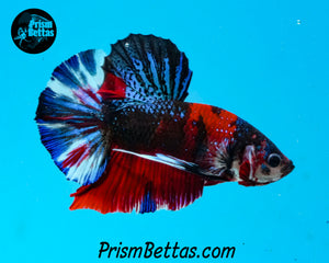 Red Koi Halfmoon Plakat Male