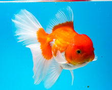 Load image into Gallery viewer, Orange and White Longfinned Shogun Oranda Male (5-6 inches) Imported from Thailand