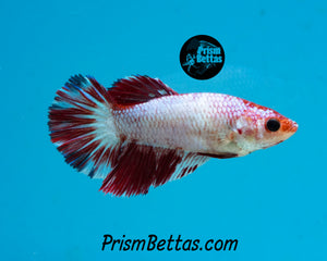 Marble Halfmoon Female