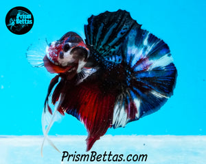 Red Koi Halfmoon Plakat Male