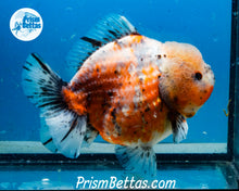 Load image into Gallery viewer, Handpicked XXL Calico Godzilla Shogun Oranda  (5+ inches) Imported in Thailand