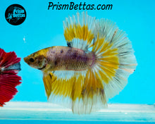 Load image into Gallery viewer, Purple Gas Butterfly Marble Halfmoon Male