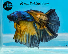 Load image into Gallery viewer, Mustard Gas Butterfly Male (broken tail rays)