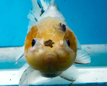 Load image into Gallery viewer, White Shogun Godzilla Oranda Female (4-5+ inches) Imported from Thailand