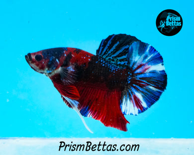 Red Koi Halfmoon Plakat Male