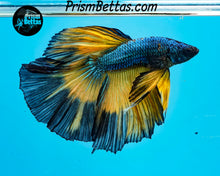 Load image into Gallery viewer, Mustard Gas Butterfly Male (broken tail rays)