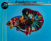 Load image into Gallery viewer, Candy Koi Halfmoon Plakat Male