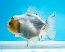 Load image into Gallery viewer, White Shogun Godzilla Oranda Female (4-5+ inches) Imported from Thailand