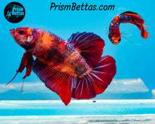 Load image into Gallery viewer, Candy Koi Giant Halfmoon Plakat Male