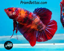 Load image into Gallery viewer, Candy Koi Giant Halfmoon Plakat Male