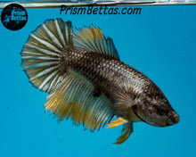 Load image into Gallery viewer, Yellow Copper Halfmoon Female