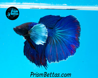 Blue Dumbo Halfmoon Male