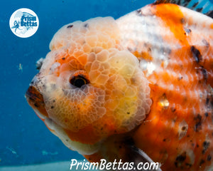 Handpicked XXL Calico Godzilla Shogun Oranda  (5+ inches) Imported in Thailand