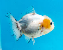 Load image into Gallery viewer, White Shogun Godzilla Oranda Female (4-5+ inches) Imported from Thailand