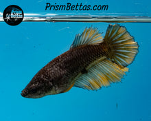 Load image into Gallery viewer, Yellow Copper Halfmoon Female