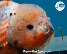 Load image into Gallery viewer, Handpicked XXL Calico Godzilla Shogun Oranda  (5+ inches) Imported in Thailand