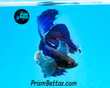 Load image into Gallery viewer, Blue Dumbo Halfmoon Male