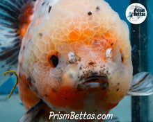 Load image into Gallery viewer, Handpicked XXL Calico Godzilla Shogun Oranda  (5+ inches) Imported in Thailand