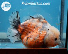 Load image into Gallery viewer, Handpicked XXL Calico Godzilla Shogun Oranda  (5+ inches) Imported in Thailand