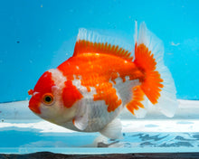 Load image into Gallery viewer, Orange and White Shogun Godzilla Oranda Male (4-5+ inches) Imported from Thailand