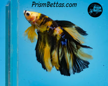 Load image into Gallery viewer, Yellow Koi Halfmoon Male