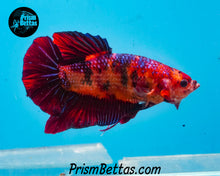 Load image into Gallery viewer, Candy Koi Giant Halfmoon Plakat Male