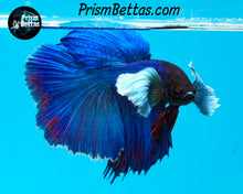 Load image into Gallery viewer, Blue Dumbo Halfmoon Male