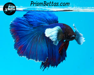 Blue Dumbo Halfmoon Male