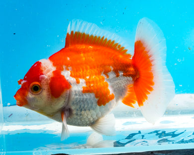 Orange and White Shogun Godzilla Oranda Male (4-5+ inches) Imported from Thailand