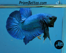 Load image into Gallery viewer, Turquoise Halfmoon Plakat Male